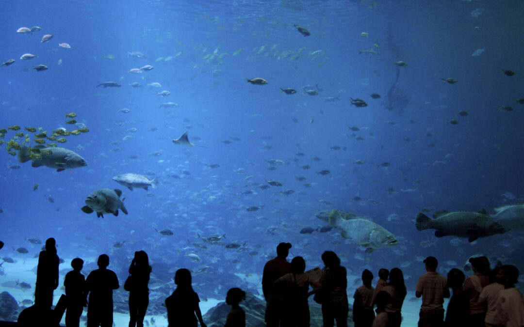 Atlanta_Aquarium